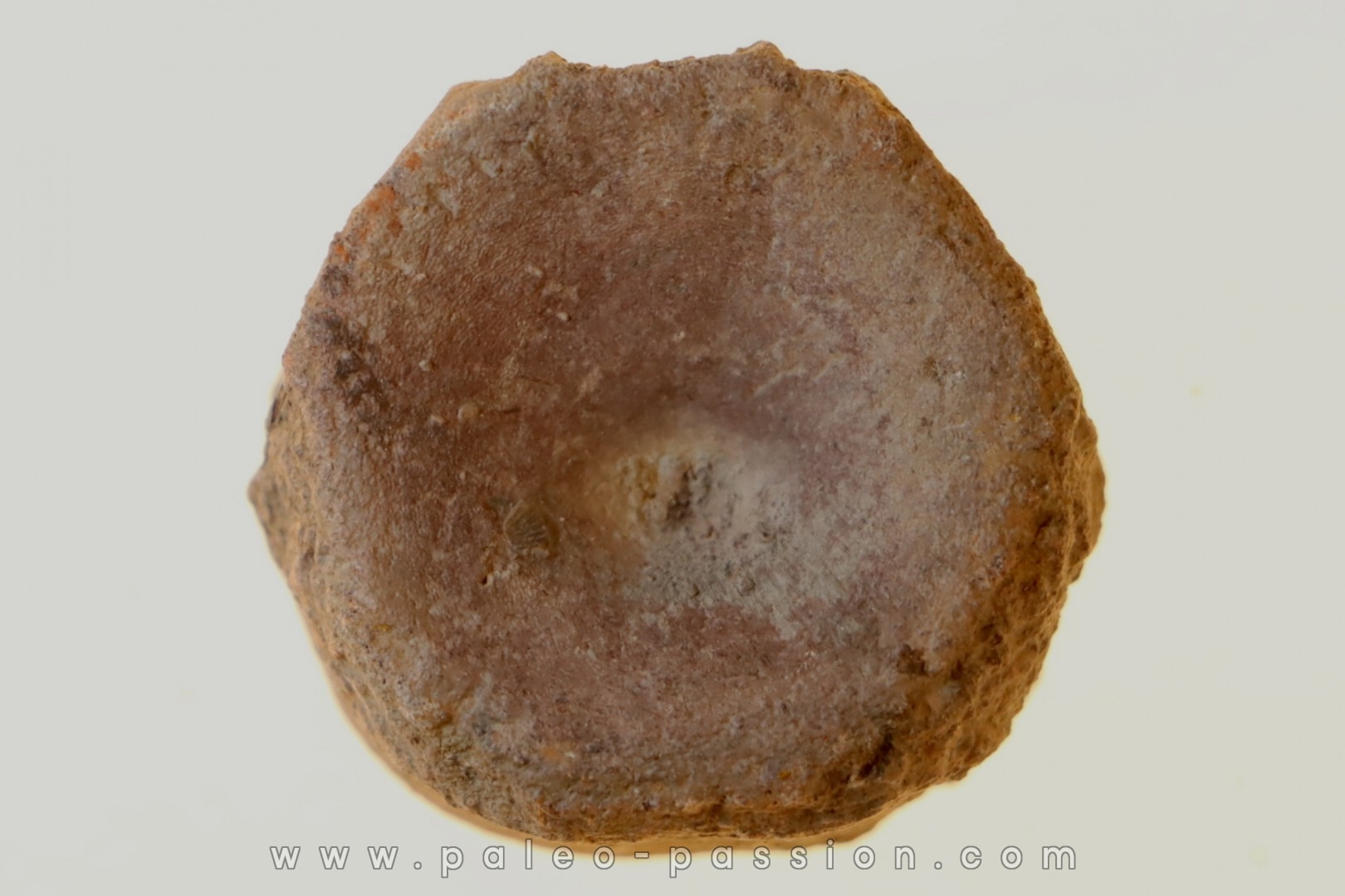 Vertèbre d'ICHTYOSAURE: STENOPTERYGIUS sp. - TOARCIEN - Carrière Belmont - FRANCE