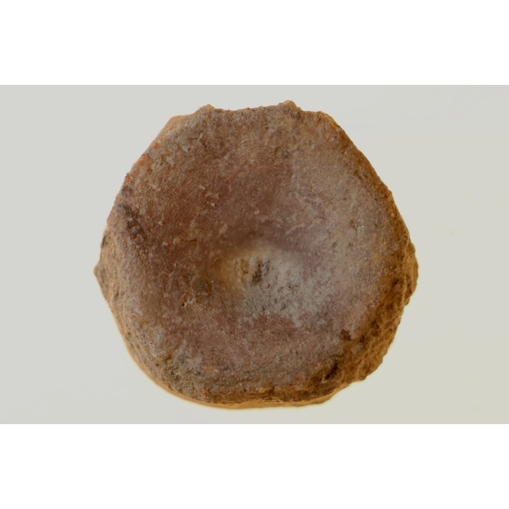 Vertèbre d'ICHTYOSAURE: STENOPTERYGIUS sp. - TOARCIEN - Carrière Belmont - FRANCE