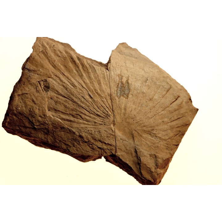 Sabalite sp. - oligocene - bois d'asson (04) - FRANCE