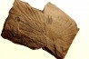 Sabalite sp. - oligocene - bois d'asson (04) - FRANCE