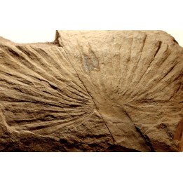 Sabalite sp. - oligocene - bois d'asson (04) - FRANCE