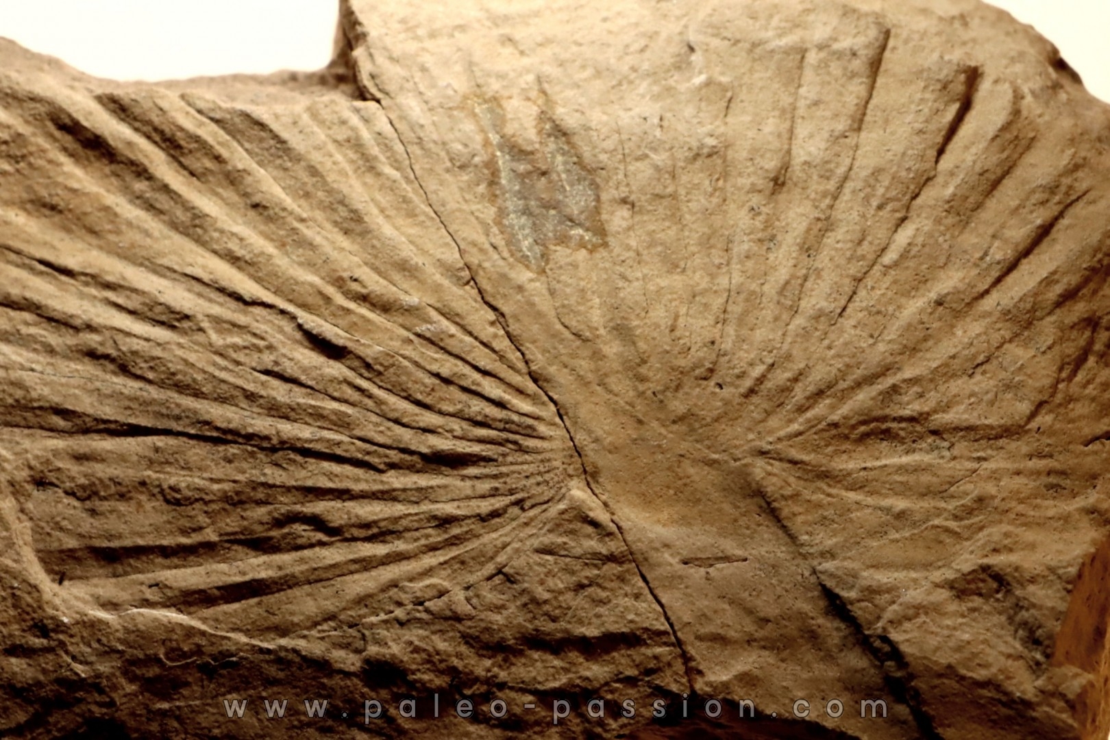 Sabalite sp. - oligocene - bois d'asson (04) - FRANCE