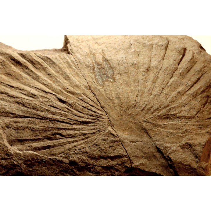 Sabalite sp. - oligocene - bois d'asson (04) - FRANCE