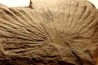 Sabalite sp. - oligocene - bois d'asson (04) - FRANCE