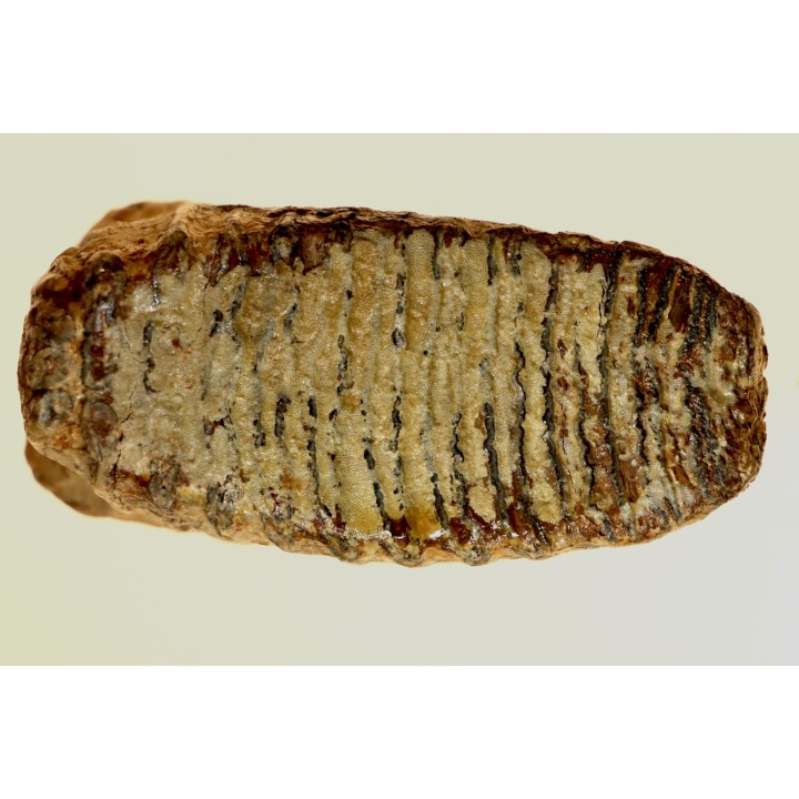 MAMMOTH TOOTH:  mammuthus primigenius