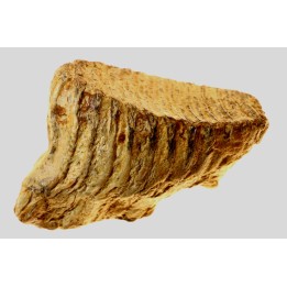 MAMMOTH TOOTH:  mammuthus primigenius