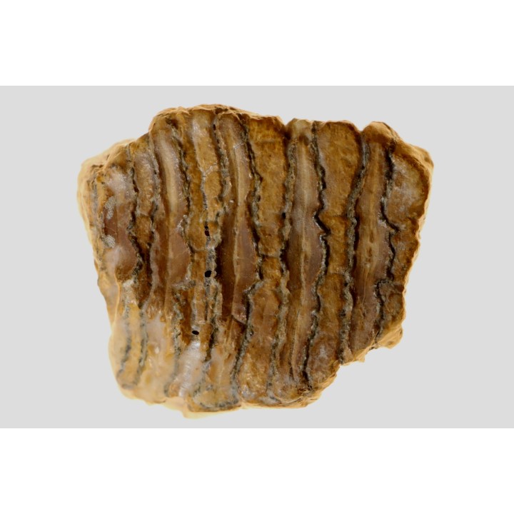 MAMMOTH TOOTH:  mammuthus primigenius