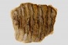 MAMMOTH TOOTH:  mammuthus primigenius