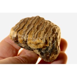 MAMMOTH TOOTH:  mammuthus primigenius