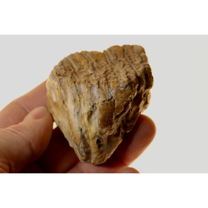 MAMMOTH TOOTH:  mammuthus primigenius