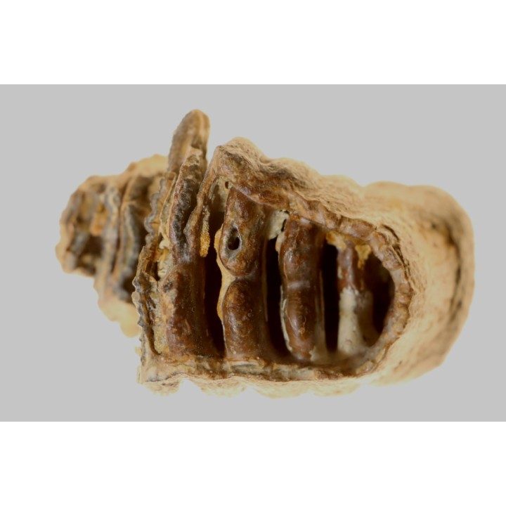 MAMMOTH TOOTH:  mammuthus primigenius
