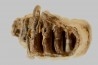 MAMMOTH TOOTH: mammuthus primigenius
