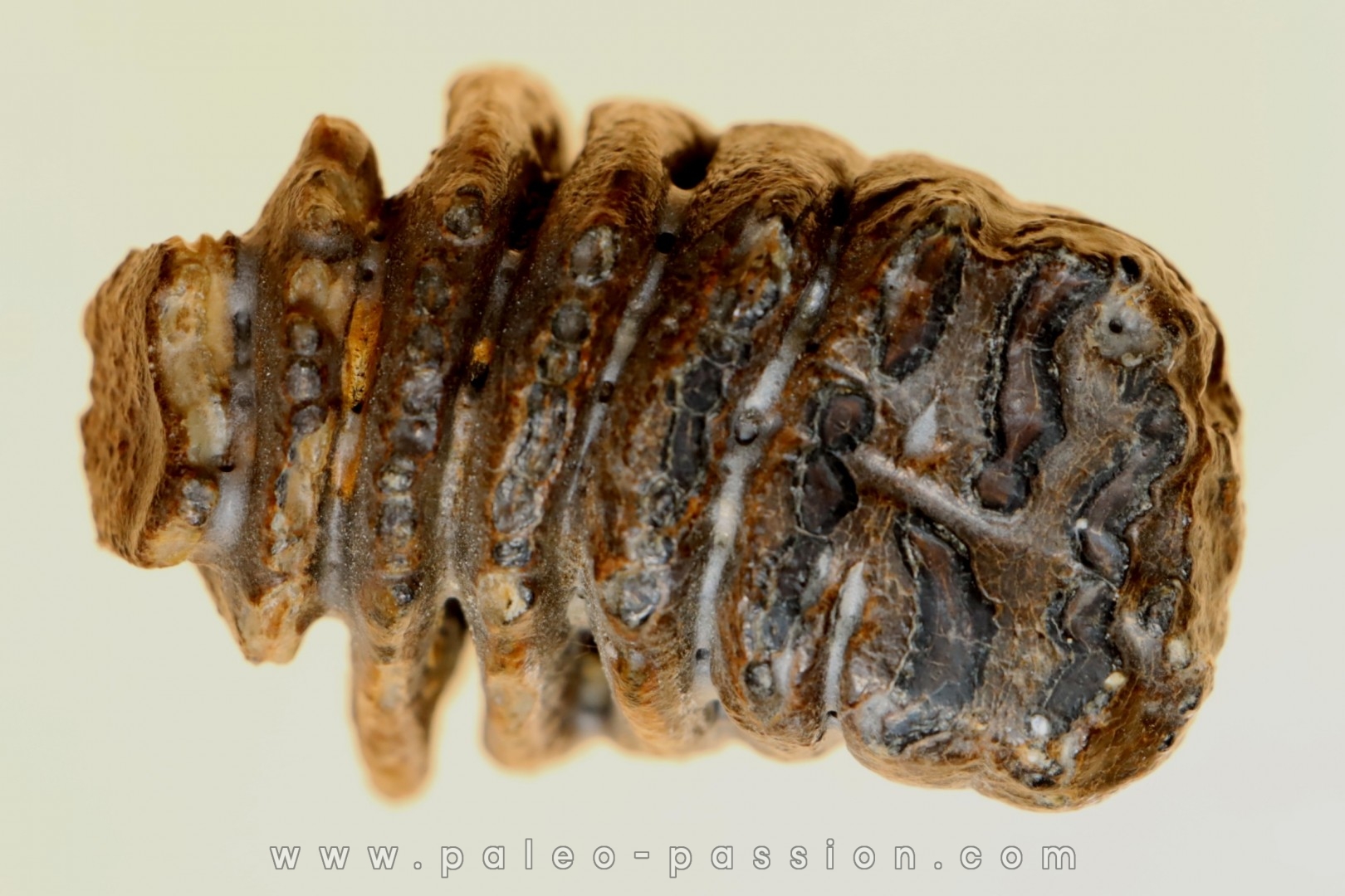 MAMMOTH TOOTH: mammuthus primigenius