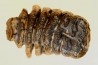 DENT DE MAMMOUTH juvenile: mammuthus primigenius - Pléistocène supérieur // Mer du Nord - Hollande