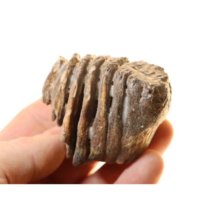 DENT DE MAMMOUTH juvenile:  mammuthus primigenius - Pléistocène supérieur // Mer du Nord - Hollande