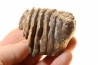 MAMMOTH TOOTH: mammuthus primigenius
