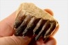 MAMMOTH TOOTH:  mammuthus primigenius