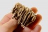 MAMMOTH TOOTH:  mammuthus primigenius