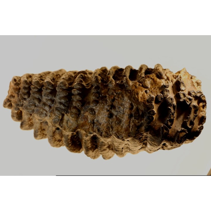 Mammuthus meridionalis - Pléistocène - Zemst, Belgique