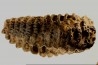 Mammuthus meridionalis - Pléistocène - Zemst, Belgique