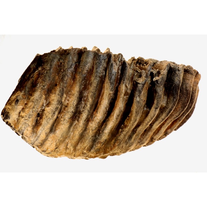 Mammuthus meridionalis - Pléistocène - Zemst, Belgique