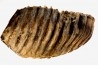 Mammuthus meridionalis - Pléistocène - Zemst, Belgique