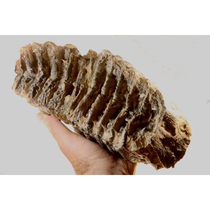 Mammuthus meridionalis - Pléistocène - Zemst, Belgique