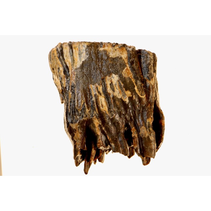 DENT DE MAMMOUTH:  mammuthus primigenius - Pléistocène - Zemst, Belgique