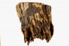MAMMOTH TOOTH: Mammuthus primigenius // Pléistocène // Zemst, Belgium