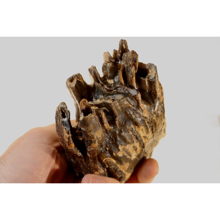 DENT DE MAMMOUTH:  mammuthus primigenius - Pléistocène - Zemst, Belgique