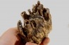 MAMMOTH TOOTH: Mammuthus primigenius // Pléistocène // Zemst, Belgium