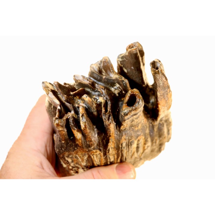 MAMMOTH TOOTH:  Mammuthus primigenius // Pléistocène // Zemst, Belgium
