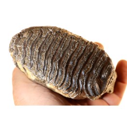 DENT DE MAMMOUTH:  mammuthus primigenius - Pléistocène - Zemst, Belgique