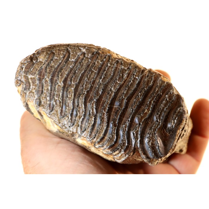 MAMMOTH TOOTH:  Mammuthus primigenius // Pléistocène // Zemst, Belgium