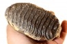DENT DE MAMMOUTH: mammuthus primigenius - Pléistocène - Zemst, Belgique