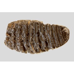 MAMMOTH TOOTH:  Mammuthus primigenius // Pléistocène // Zemst, Belgium