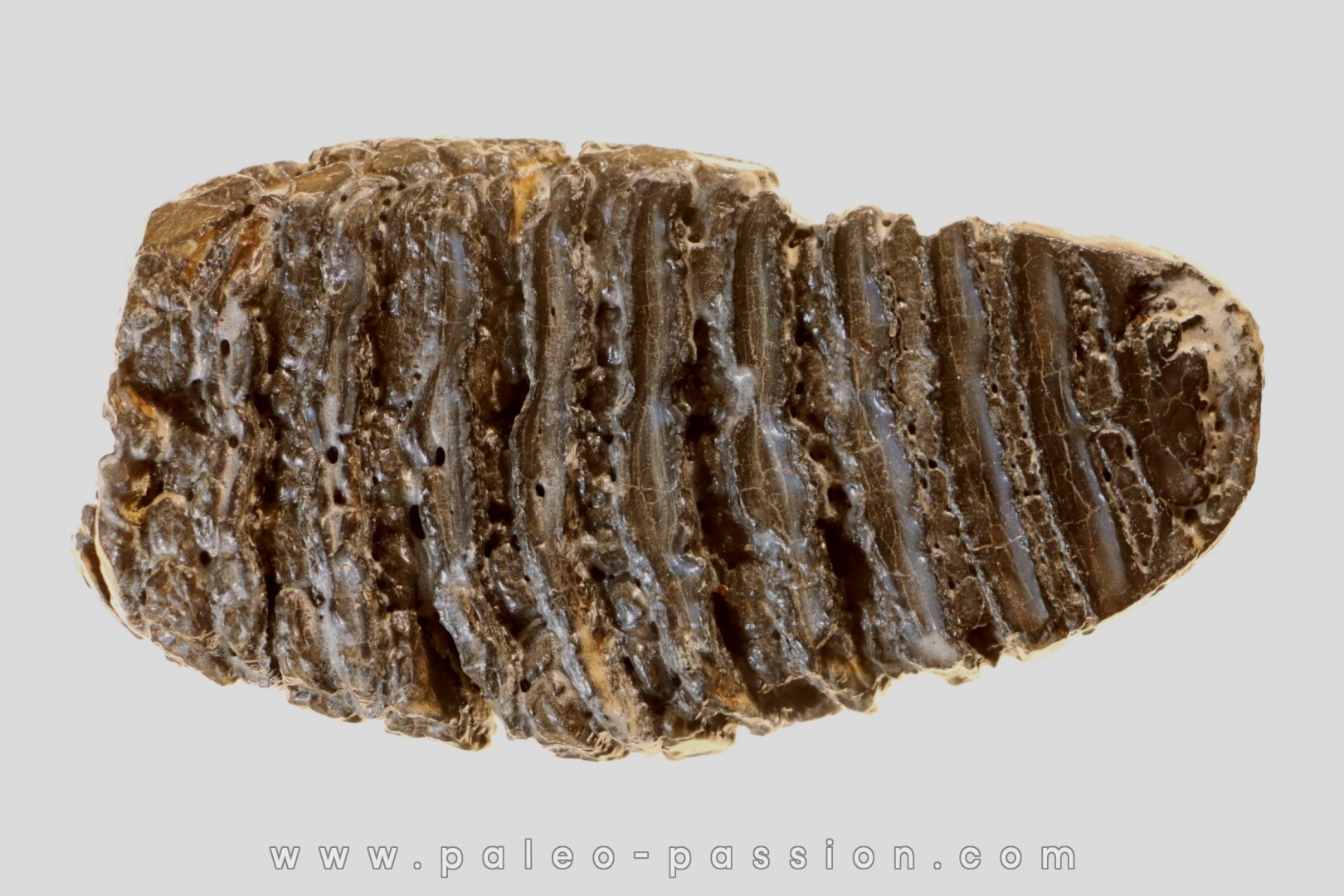 DENT DE MAMMOUTH: mammuthus primigenius - Pléistocène - Zemst, Belgique