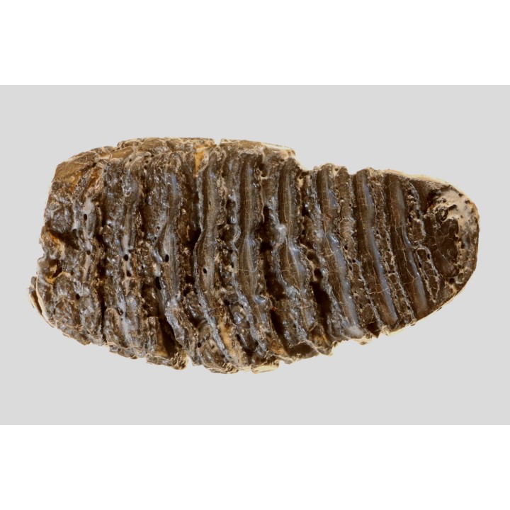 DENT DE MAMMOUTH:  mammuthus primigenius - Pléistocène - Zemst, Belgique