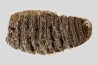 DENT DE MAMMOUTH: mammuthus primigenius - Pléistocène - Zemst, Belgique