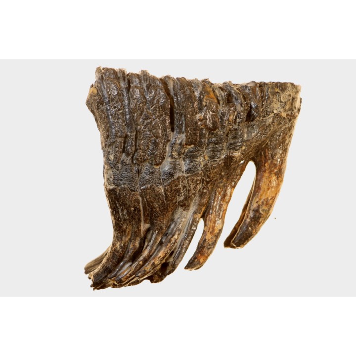 MAMMOTH TOOTH:  Mammuthus primigenius // Pléistocène // Zemst, Belgium