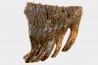 DENT DE MAMMOUTH: mammuthus primigenius - Pléistocène - Zemst, Belgique