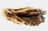 MAMMOTH TOOTH:  Mammuthus primigenius // Pléistocène // Zemst, Belgium