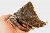 MAMMOTH TOOTH:  Mammuthus primigenius // Pléistocène // Zemst, Belgium