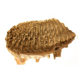 MAMMOTH TOOTH:  Mammuthus primigenius // Pléistocène // Zemst, Belgium