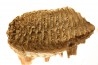 MAMMOTH TOOTH:  Mammuthus primigenius // Pléistocène // Zemst, Belgium