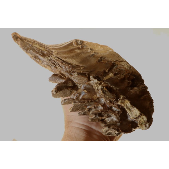 DENT DE MAMMOUTH:  mammuthus primigenius - Pléistocène - Zemst, Belgique