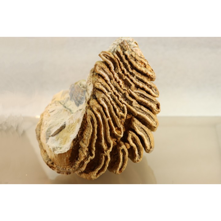 MAMMOTH TOOTH:  Mammuthus primigenius // Pléistocène // Bulgaria