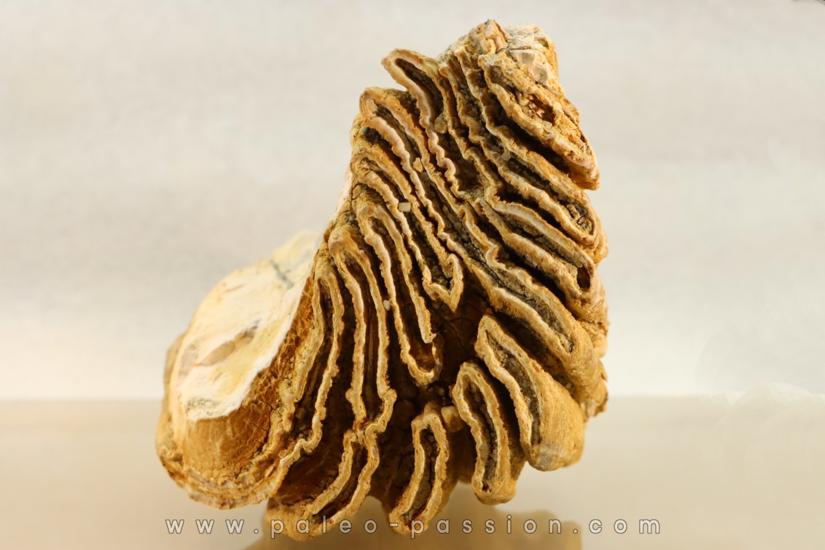 MAMMOTH TOOTH: Mammuthus primigenius // Pléistocène // Bulgaria