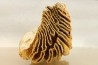 MAMMOTH TOOTH: Mammuthus primigenius // Pléistocène // Bulgaria