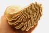 MAMMOTH TOOTH: Mammuthus primigenius // Pléistocène // Bulgaria